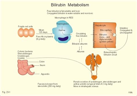 human biology - Pigmentation in Jaundice - Biology Stack Exchange