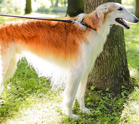 Silken Windhound: Complete guide about American breed of sighthound