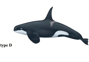 This weird-looking orca might actually be its own species | Grist