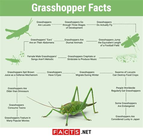 10 Grasshoppers Facts - Behavior, Flight, Movement & More - Facts.net