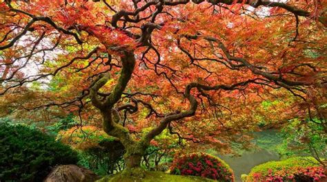 10 of The Most Magnificent Trees In The World