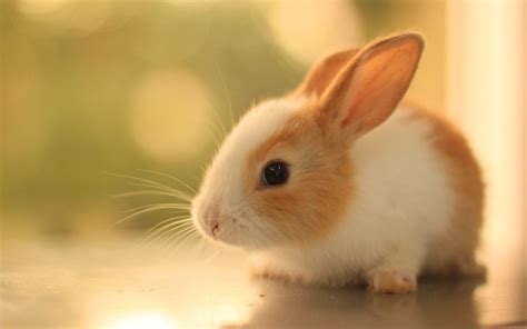 Cute Bunny Rabbits Wallpapers - Top Free Cute Bunny Rabbits Backgrounds - WallpaperAccess