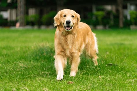 Golden Retriever Growth Chart—Everything You Should Know