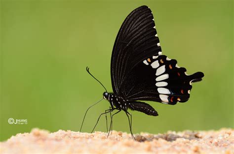 Butterflies of Singapore: The Butterfly Legs