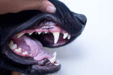 What the Color of Your Dog’s Gums Mean? in 2021 | Dogs, Dog teeth, Canine