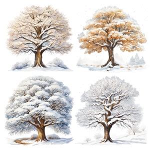 Sycamore Tree Watercolor 4 Seasons Clipart PNG Sycamore Tree ...