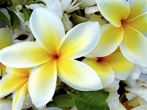 White Yellow Flowers Wallpapers | HD Wallpapers | ID #5593