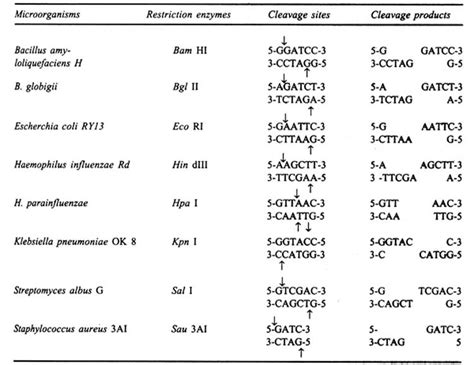 Enzymes - Genetic Engineering Tools