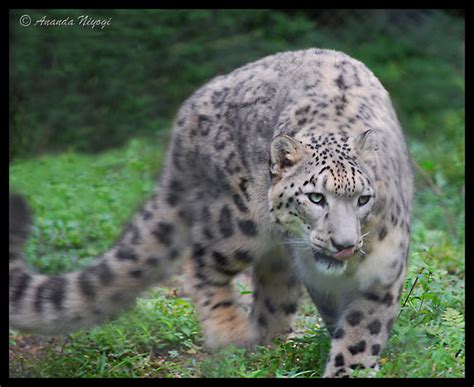 Himalayan Snow Leopard | Himalayan Snow Leopard (Scientific … | Flickr