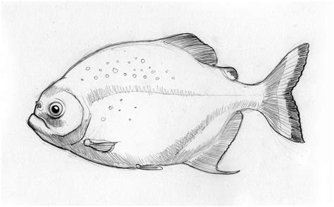 Sketch - Zoo - Piranha by Rode-Egel on DeviantArt