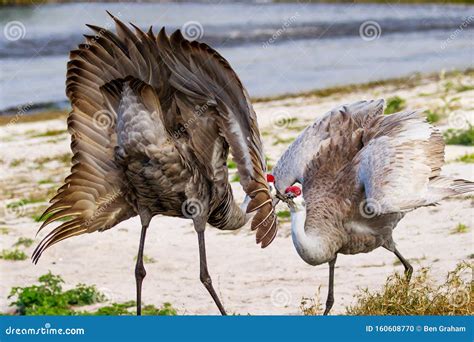 Pair of Sandhill Cranes Mating Season Stock Photo - Image of wildlife, nature: 160608770