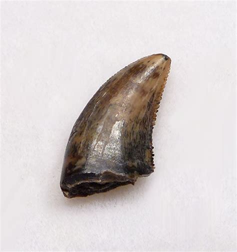 RARE BAMBIRAPTOR FOSSIL DROMAEOSAUR DINOSAUR TOOTH *DT6-328 - TIME VAULT GALLERY