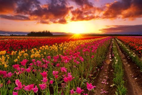 Vibrant Tulip Field at Sunset - HD Wallpaper