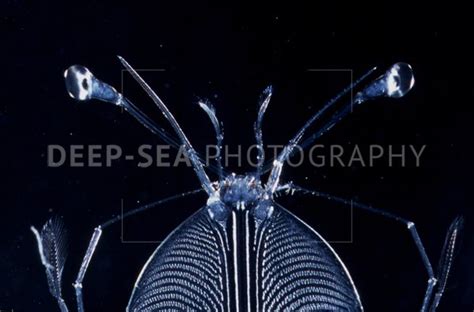 Lobster phyllosoma larva - Deep-Sea Photography