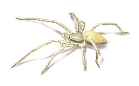 Yellow Sac Spiders: Facts, Prevention & Spider Control