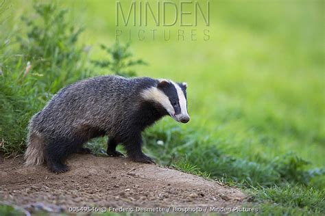 Eurasian Badger stock photo - Minden Pictures