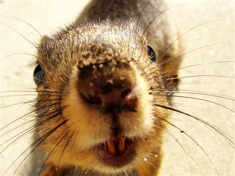 Squirrel teeth never stop growing. Gnawing keeps squirrels’ teeth from becoming too long ...