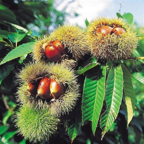 Chinese Chestnut Tree | Roasting Chestnuts | PlantingTree.com - PlantingTree