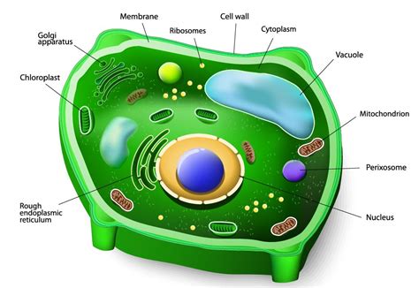 Lab 2 - Plantae and Animalia - SCIENTIST CINDY