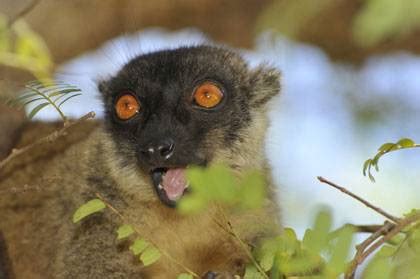 Models Predict Where Lemurs Will Go as Climate Warms | Duke Today