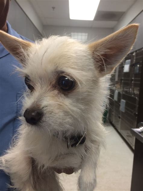 Pet was found on: 06/17/2014 From The following location: Coldwater ...