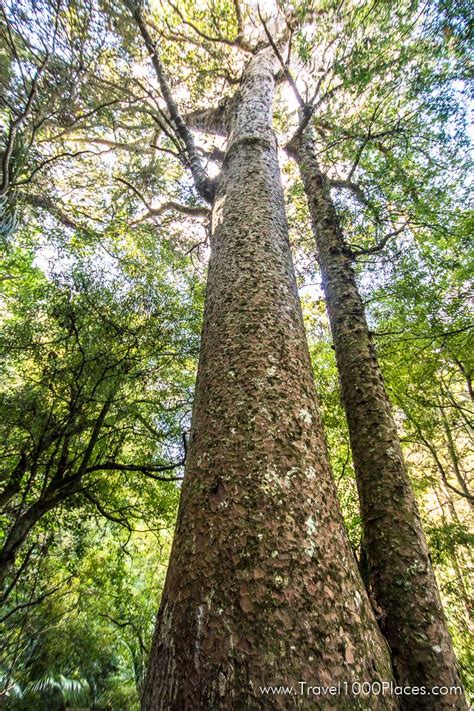 The Kauri Tree (Coromandel Region, New Zealand) | Travel1000Places -- Travel Destinations