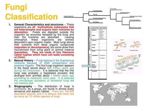 PPT - Fungi Classification PowerPoint Presentation, free download - ID ...