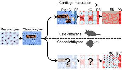 Frontiers | Mineralized Cartilage and Bone-Like Tissues in ...