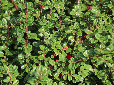 Zwergmispel 'Cochleatus' - Cotoneaster microphyllus 'Cochleatus ...