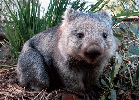 Endangered Australian Species Series - The Northern Hairy-nosed Wombat ...