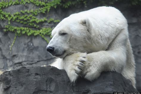 Gus, Central Park Zoo's Polar Bear, Has Died | HuffPost