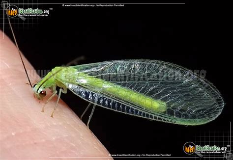 Green Lacewing