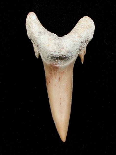 Carcharias (Extinct Sand Tiger) Shark Tooth - Eocene (#3418) For Sale ...