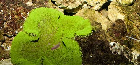 Carpet Anemone Care | Tropical Fish Hobbyist Magazine