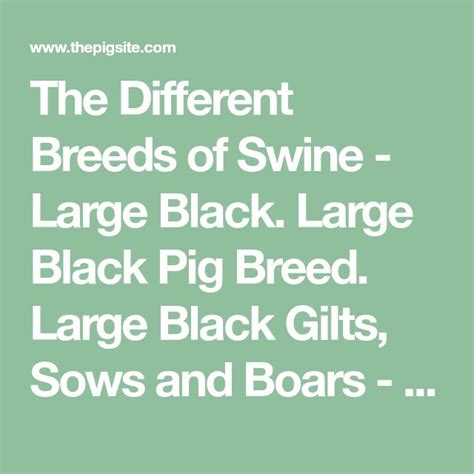 the different breeds of swine - large black dog breed, large pig breed ...