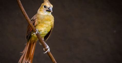 Rare yellow cardinal a ‘one in a million’ gem for birdwatchers in Alabama