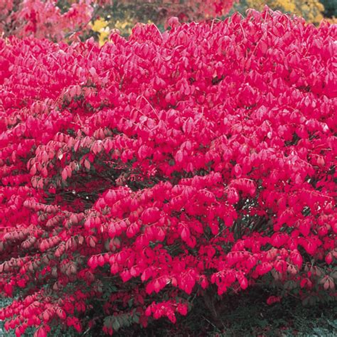 Euonymus alatus – Caragh Nurseries