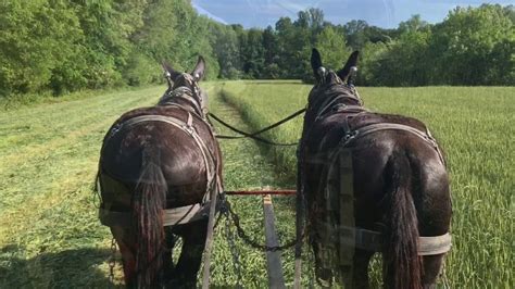 Percheron Mules Mowing Hay in Manchester Tennessee - YouTube