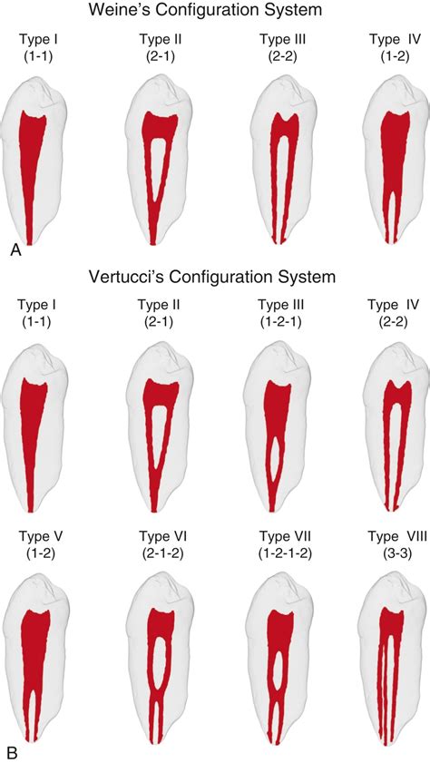 Root Canal Anatomy | Pocket Dentistry