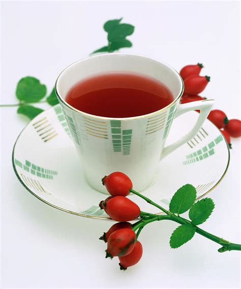 Rose Hip Tea Photograph by Sheila Terry/science Photo Library - Fine Art America