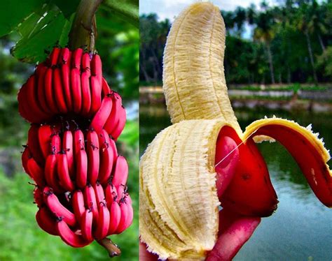 Best 50 Healthy Food Blogs and Websites to Follow | Banana seeds, Exotic fruit, Banana plants