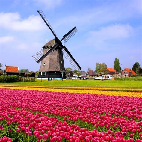 Dutch Tulip Field And Windmill Wall Mural - Murals Your Way | Dutch ...