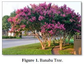 SCITECH - Banaba Tree: A Healer of Polygenic Disease Like Diabetes - International Journal of ...