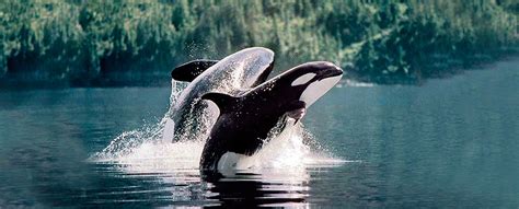 KILLER WHALES (Orcinus orca) - Communication & Echolocation