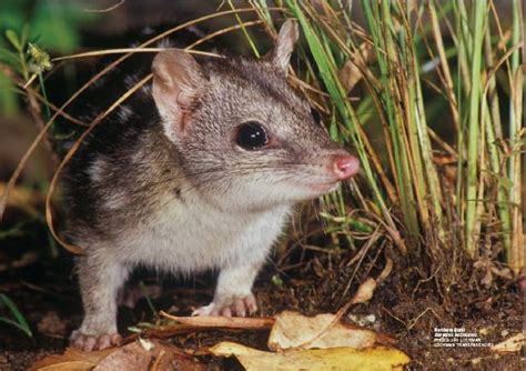 Attenborough's Ark: The Northern Quoll | Benvironment