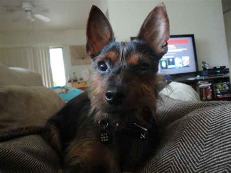 Yorkie Pin (Min Pin-Yorkie Mix) Info, Temperament, Puppies, Pictures