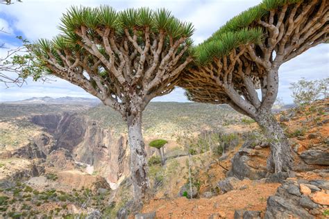 Dragon Blood Tree (Dracaena cinnabari) | Morten Ross