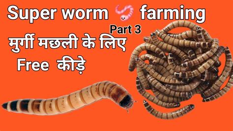 How to care for superworms| Superworm Breeding training in india|Nature Care Farm - YouTube