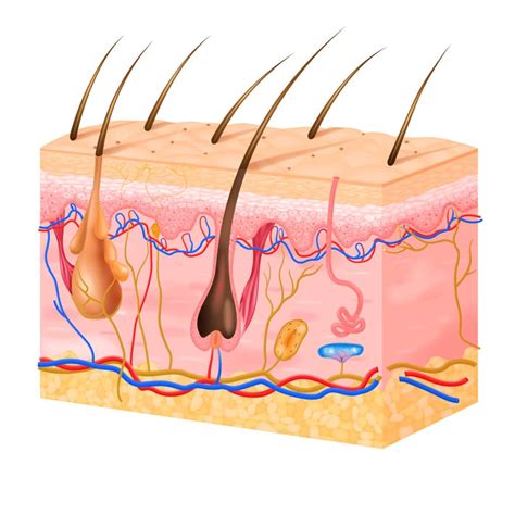 Anatomy Of Hair