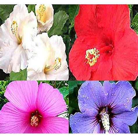 Big Pack - Rose MMF7 of Sharon, Hibiscus syriacus Seeds - Non-GMO Seeds ...